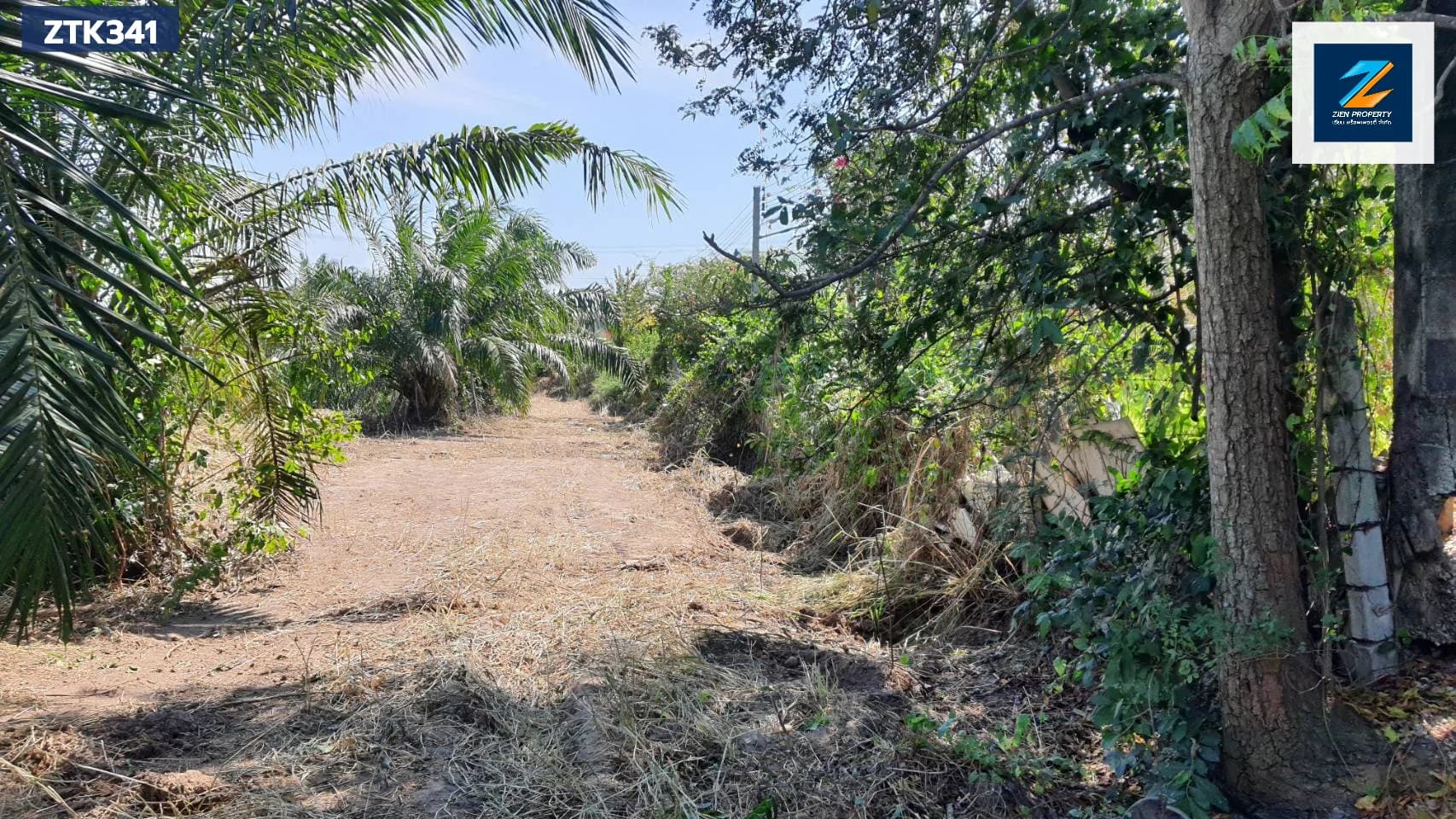 ✨ ขายด่วนที่ดินสวยพนัสนิคม 12 ไร่ 3 งาน ผืนใหญ่ ติดถนนทางหลวง 3284 โซนหมอนนาง พนัสนิคม ชลบุรี ศักยภาพสูง เหมาะพัฒนาธุรกิจหลากหลาย - image 4