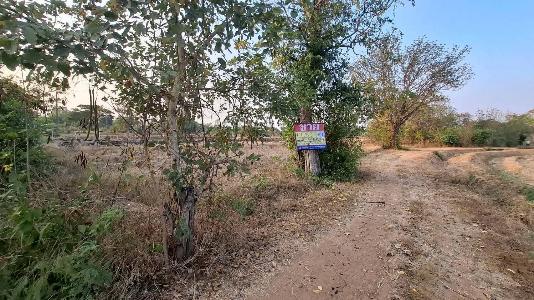 ขายที่ดิน 1-3-68 ไร่ หนองบัว โกสุมพิสัย มหาสารคราม ZE601 - image 2