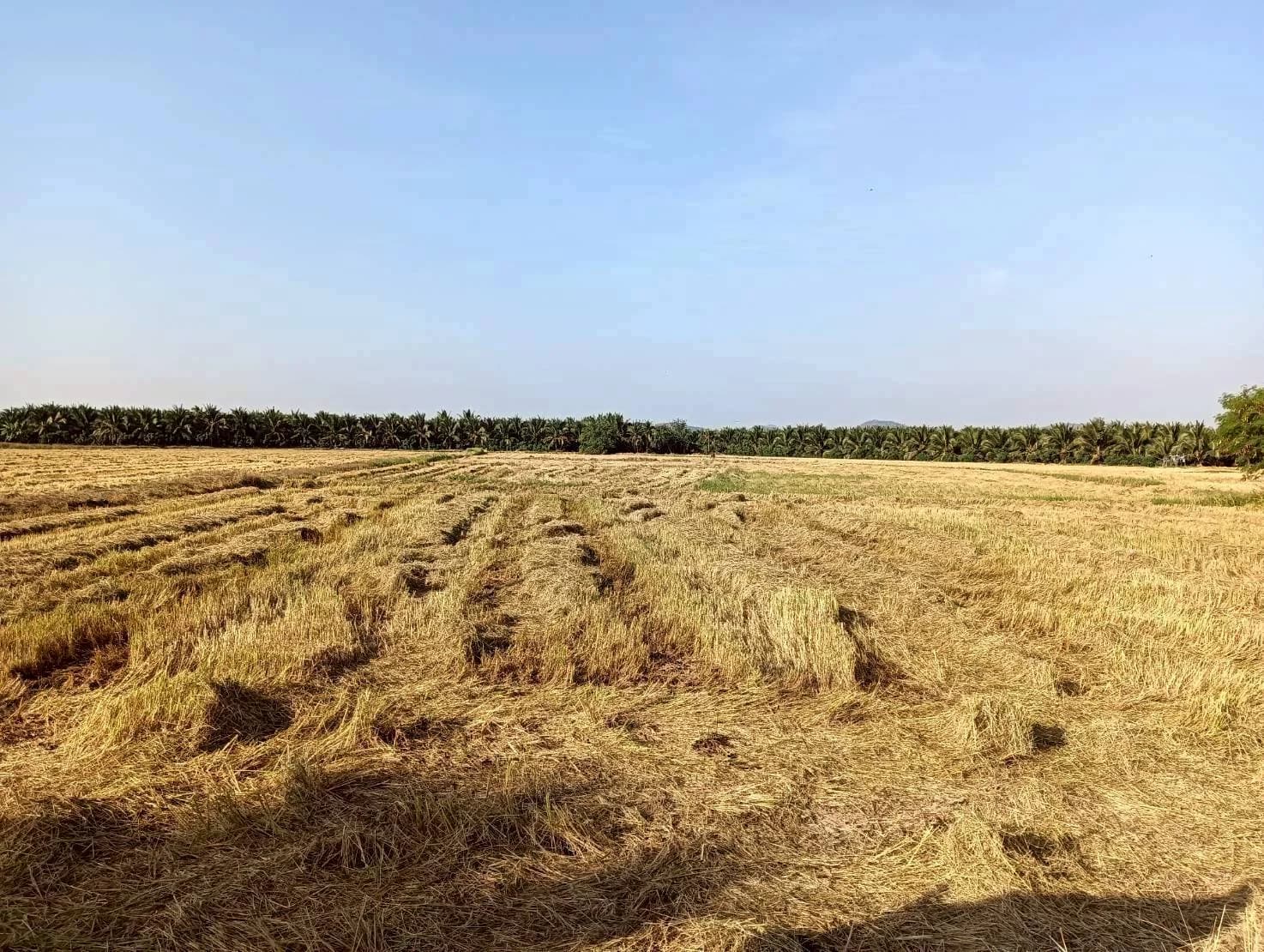 ขายที่ดิน 7 ไร่ อยู่ในซอยตรงข้ามวัดแคทราย ใกล้ถนนเพชรเกษม สี่แยกห้วยชินสีห์ เมืองราชบุรี ZW648 - image 2