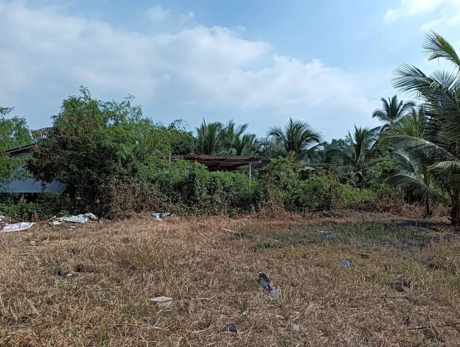 ขายที่ดิน 200 วา ทำเลดี ติดถนน ธรรมชาติ บ้านแพ้ว นางตะเคียน เมืองสมุทรสงคราม ZW630 - image 2