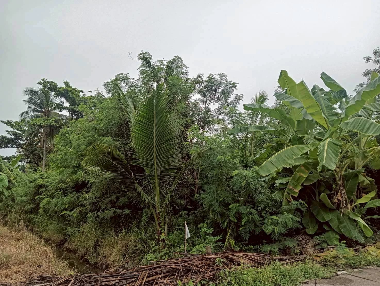 ขายที่ดิน 364 ตร.ว. ทำเลสวย ธรรมชาติ รมรื่น ปลายโพงพาง อัมพวา สมุทรสงคราม ใกล้เส้นถนนพระราม2 ZW615 - image 3