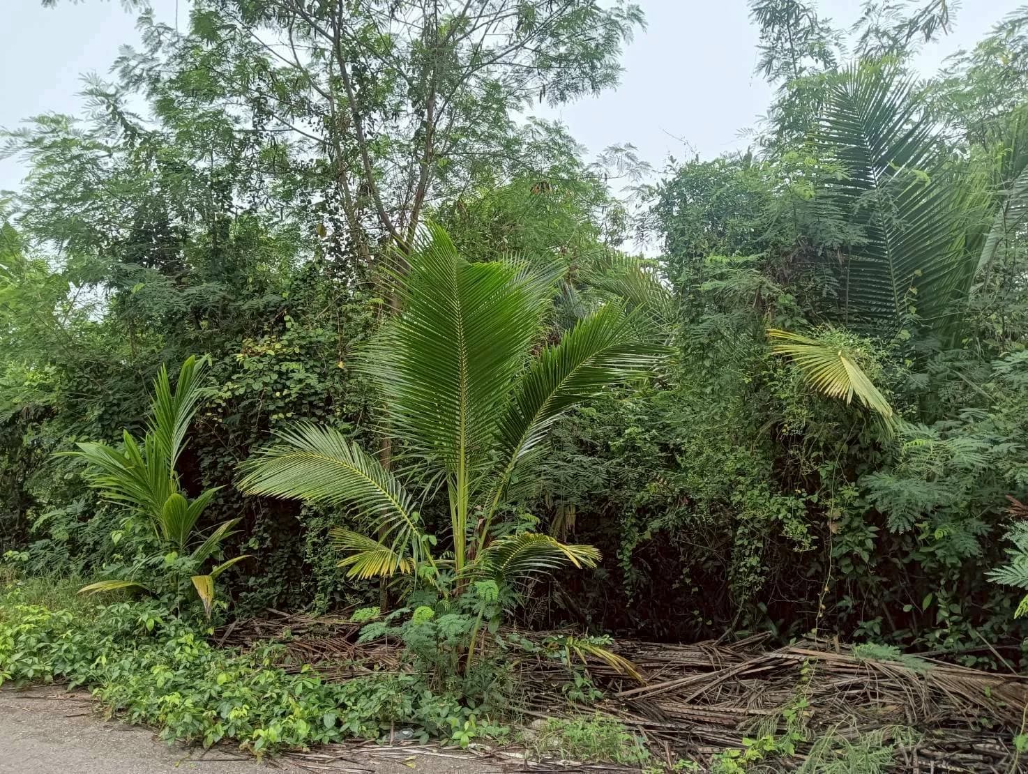 ขายที่ดิน 364 ตร.ว. ทำเลสวย ธรรมชาติ รมรื่น ปลายโพงพาง อัมพวา สมุทรสงคราม ใกล้เส้นถนนพระราม2 ZW615 - image 2