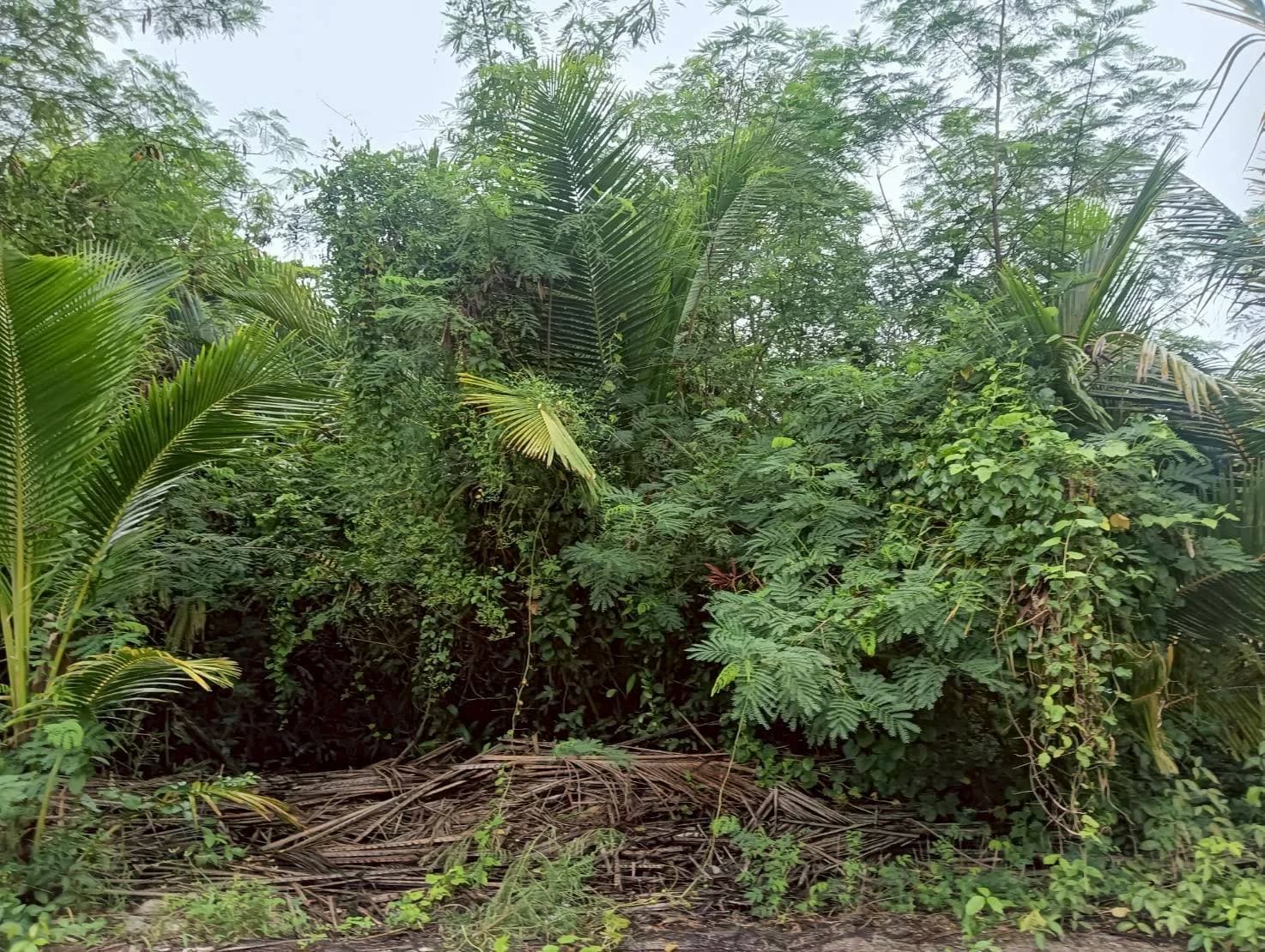 ขายที่ดิน 364 ตร.ว. ทำเลสวย ธรรมชาติ รมรื่น ปลายโพงพาง อัมพวา สมุทรสงคราม ใกล้เส้นถนนพระราม2 ZW615 - image 4