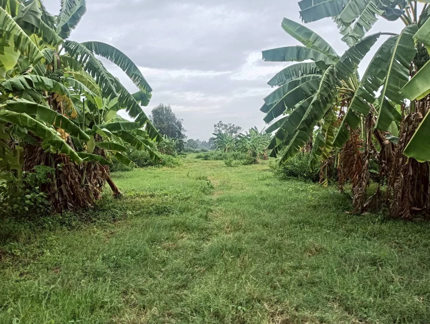 ขายที่ดินสวย 9-0-3 ไร่ ทำเลสวย ใกล้แหล่งชุมชน ท่ามะกา กาญจนบุรี ZW599 - image 3