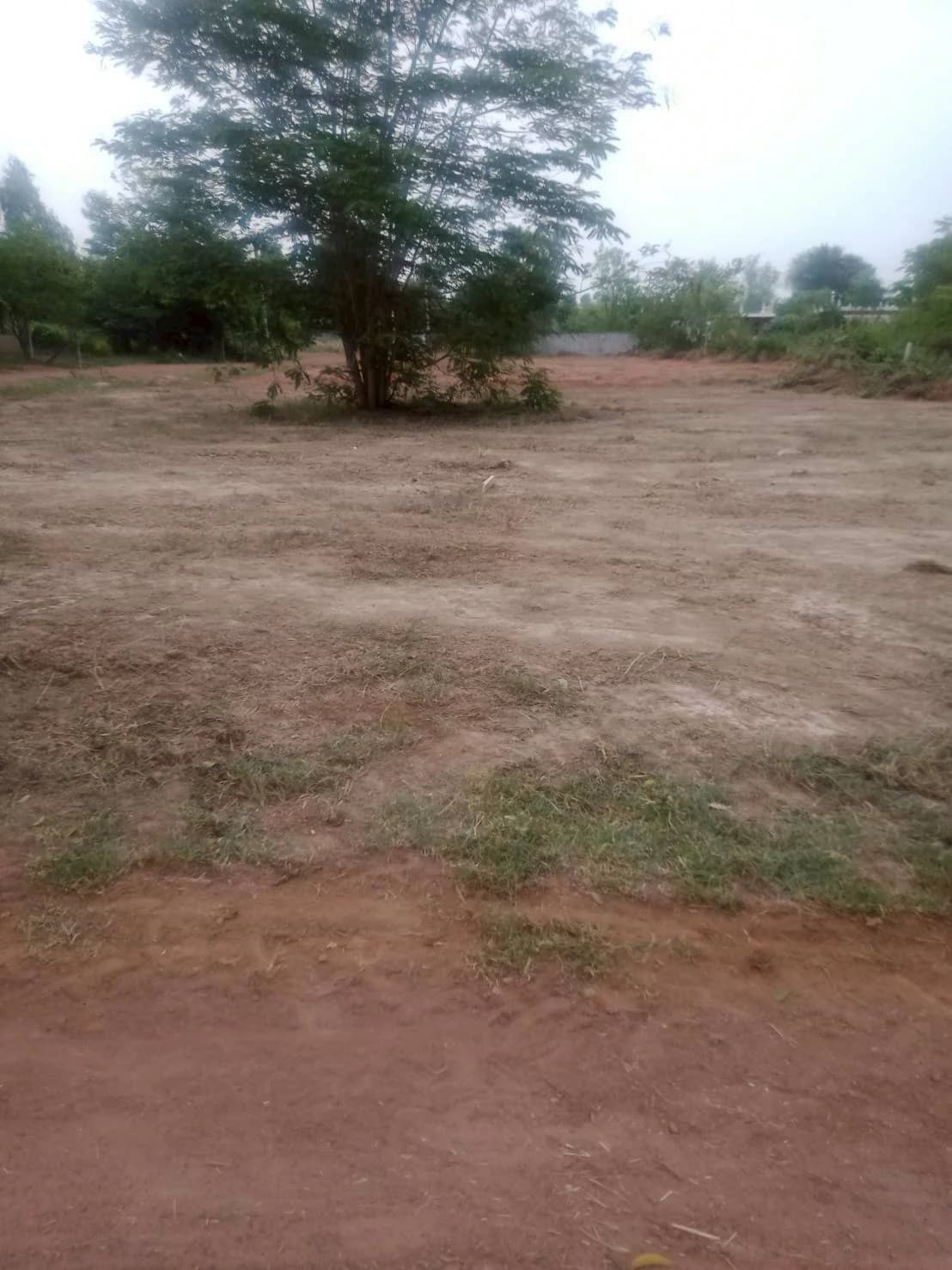 ที่ดินติดถนน 2 ด้าน ทำเลดี ใกล้วัดเทพวังทอง 1 ไร่ - image 4