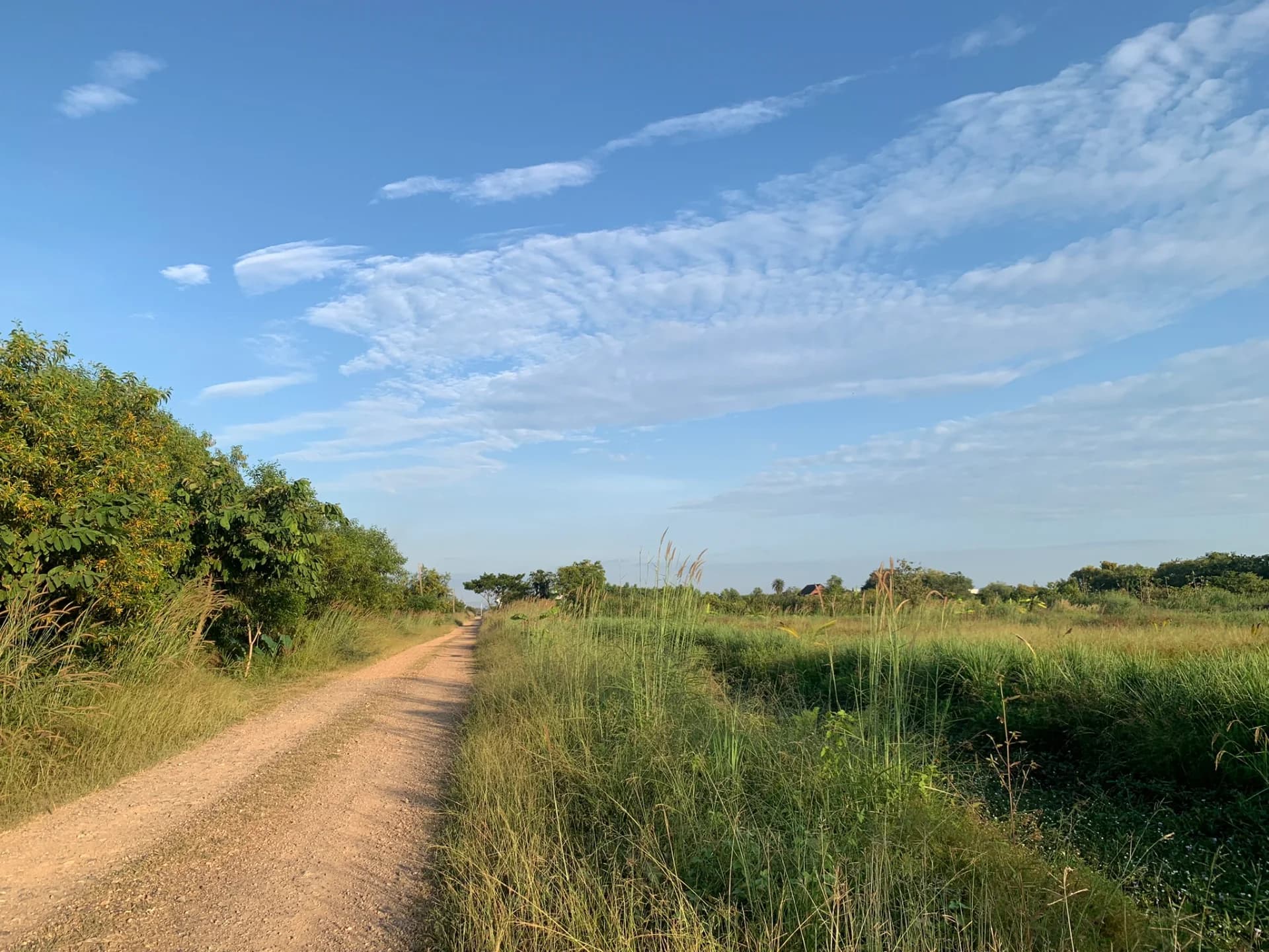 ขายที่ดินคลองหก 3-3-38 ไร่ ใกล้ ม.เทคโนโลยีราชมงคลธัญบุรี รูปแปลงสี่เหลี่ยมสวย เหมาะสร้างบ้านหรือทำสวน - image 4