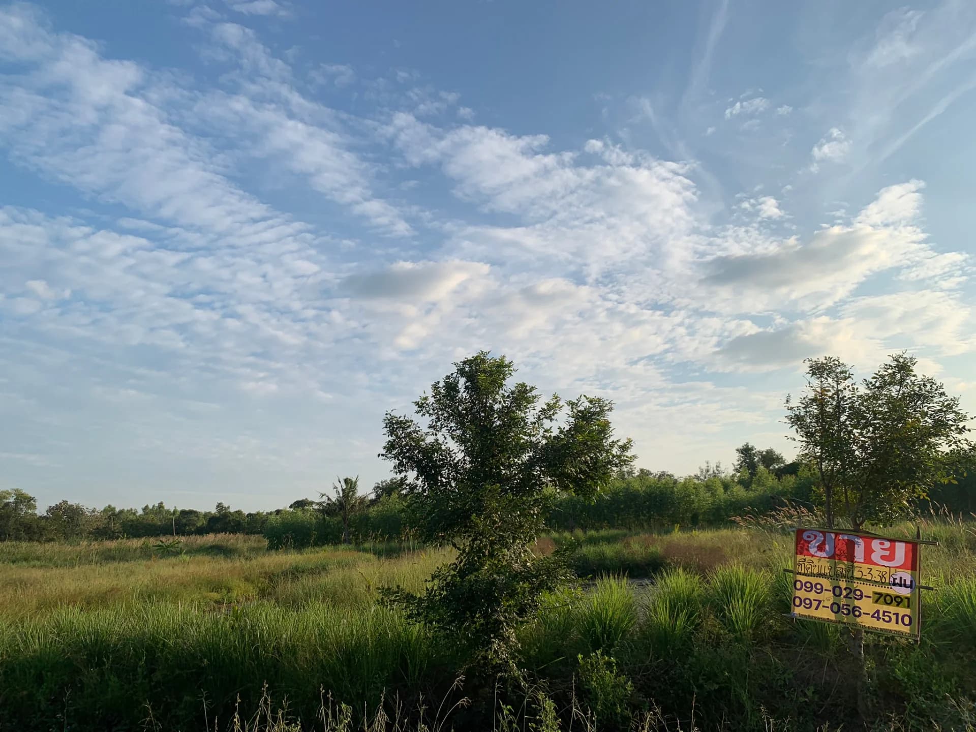 ขายที่ดินคลองหก 3-3-38 ไร่ ใกล้ ม.เทคโนโลยีราชมงคลธัญบุรี รูปแปลงสี่เหลี่ยมสวย เหมาะสร้างบ้านหรือทำสวน - image 2