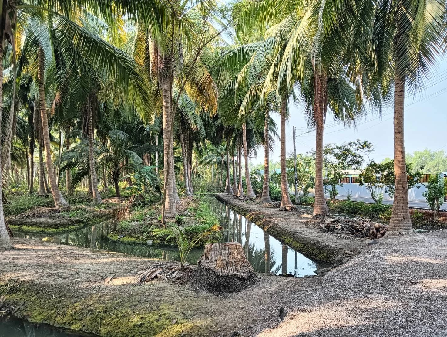 ZSK028 ขายที่ดินสวนมะพร้าว 2 ไร่