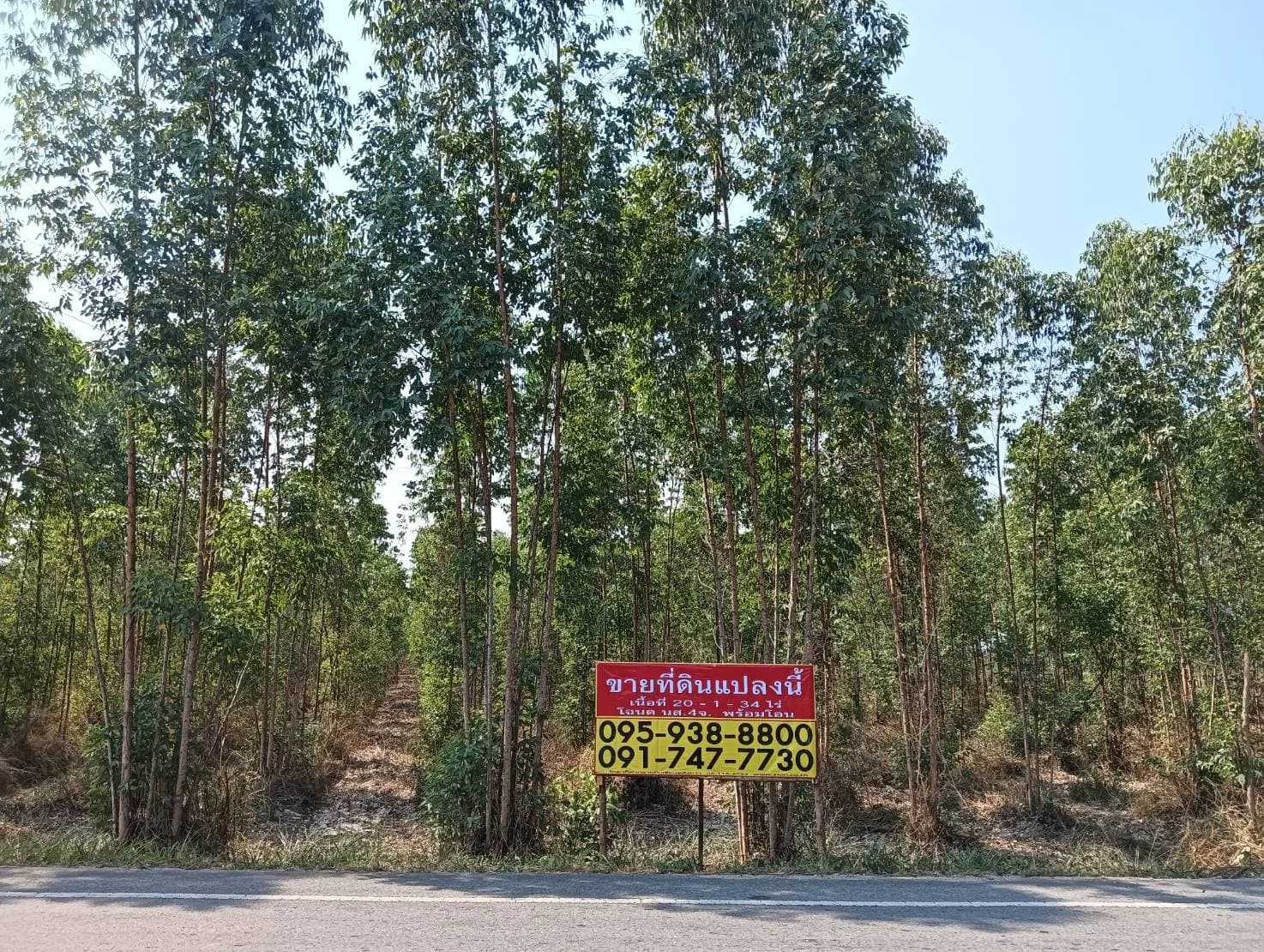 ZSK030 ขายที่ดินสวนยูคาลิปตัส 20-1-34